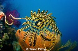 Crinoid, Palm Island, Townsville, Queensland, Australia by Simon Mittag 